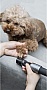 Отвертка аккумуляторная Xiaomi HOTO 3.6V Screwdriver Set (QWDGJ001) Отвертка аккумуляторная Xiaomi HOTO 3.6V Screwdriver Set (QWDGJ001)