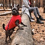   Pet Fashion 