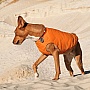  Pet Fashion 