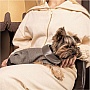  Pet Fashion Harry XS2 (4823082430109)