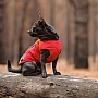    Pet Fashion 