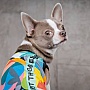  Pet Fashion Cool M  (4823082420193)