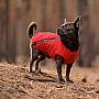    Pet Fashion 