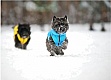  Collar AiryVest 